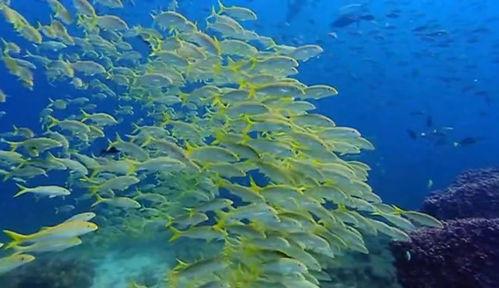 蓝色星球 第一季,探寻地球生命奇迹的海洋之旅