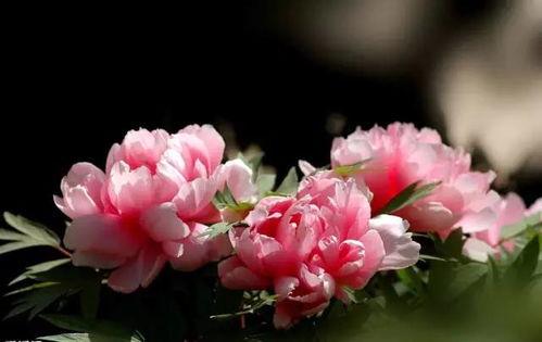 牡丹花下,千年国色，诗意盎然的历史画卷