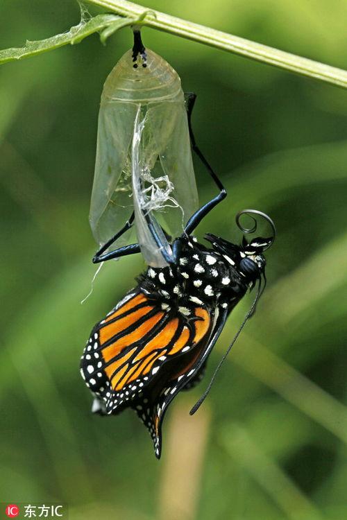 破茧追寻,追寻梦想的蜕变之旅